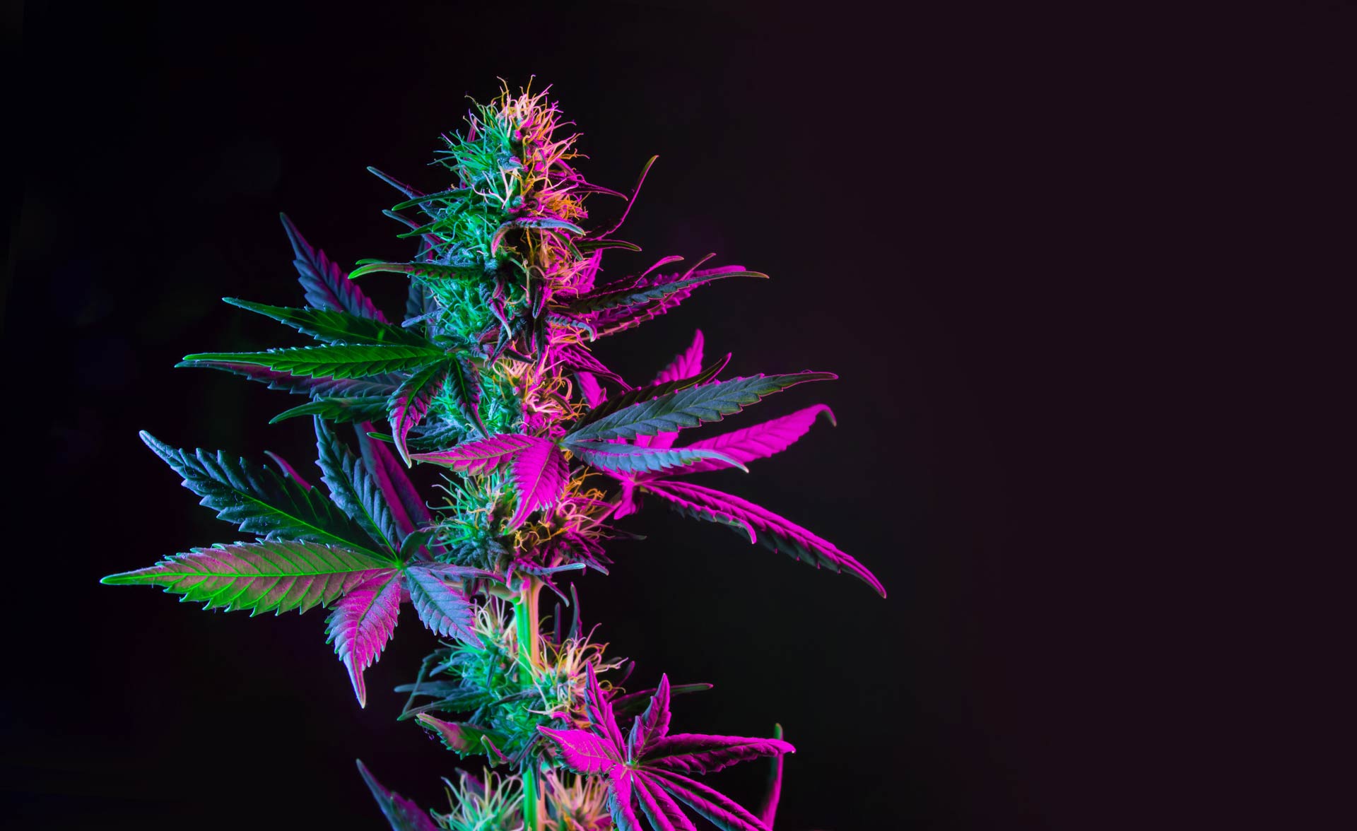 cannabis flower