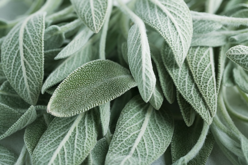 Salvia officinalis. Clary Sage natural green leaves macro background plant photography.